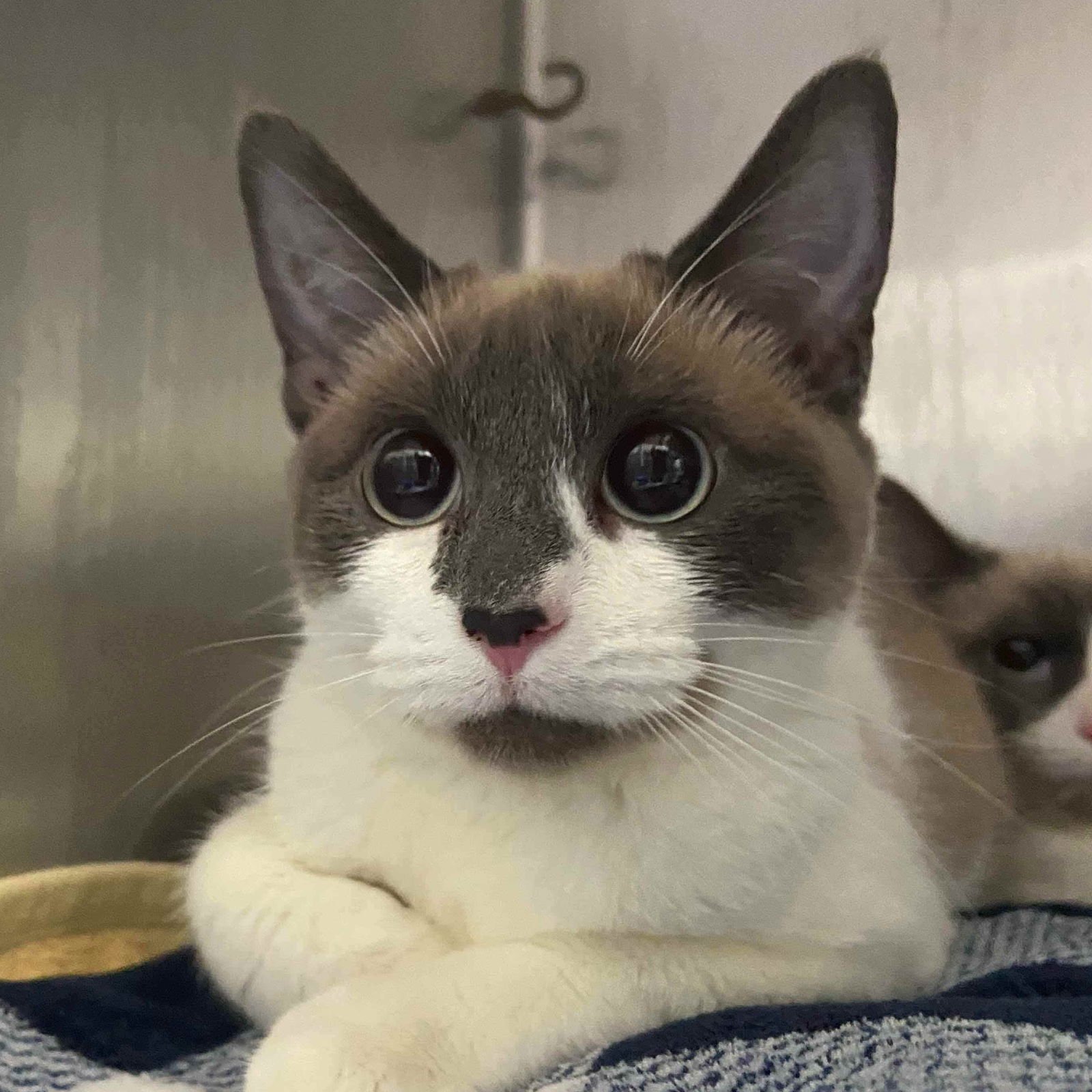 MEDALLIA (BONDED W/ GEMMA) - Siamese available for adoption