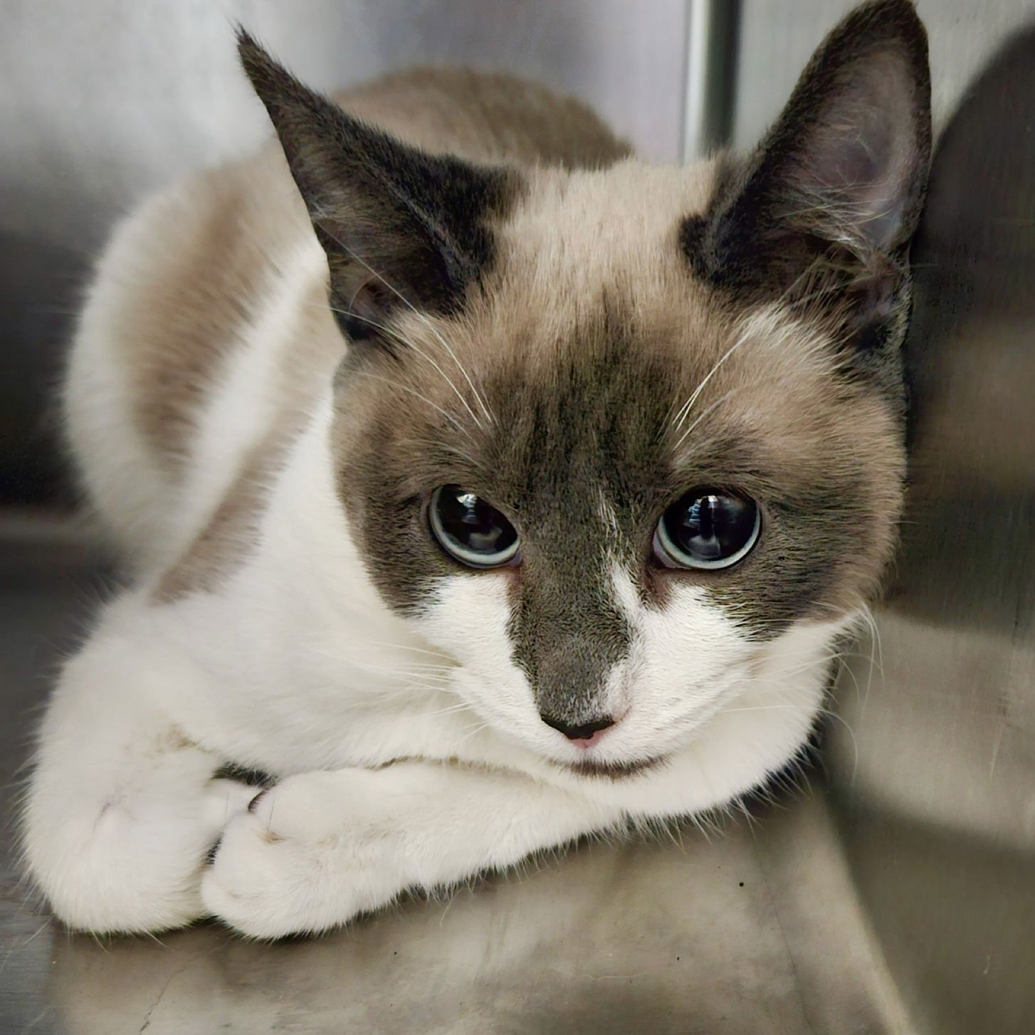 Medallia (bonded w/ Gemma) - Photo 4