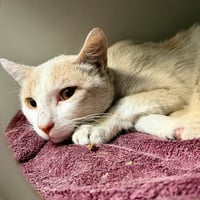 Cassian - Photo 9