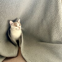 Cassian - Photo 1
