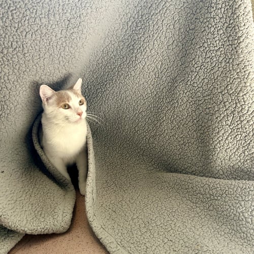 CASSIAN - Domestic Short Hair available for adoption