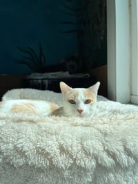 Cassian - Photo 12