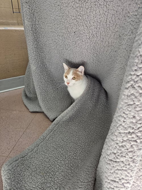 CASSIAN - Domestic Short Hair available for adoption