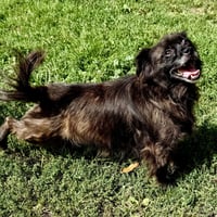 Oswaldo - Photo 2