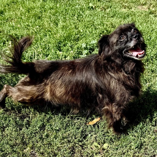 OSWALDO - Terrier available for adoption