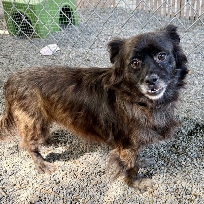 OSWALDO - Terrier available for adoption