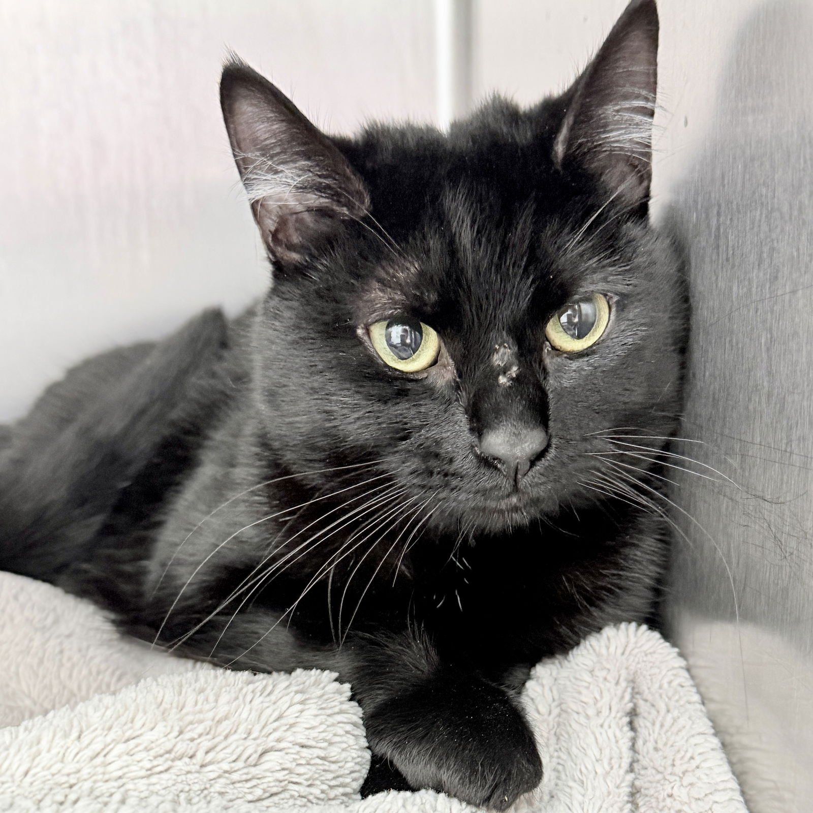 JYN (BONDED W/ GEM) - Domestic Short Hair available for adoption