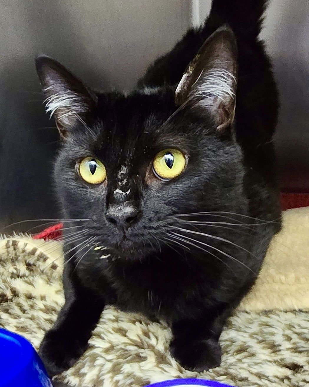 JYN (BONDED W/ GEM) - Domestic Short Hair available for adoption