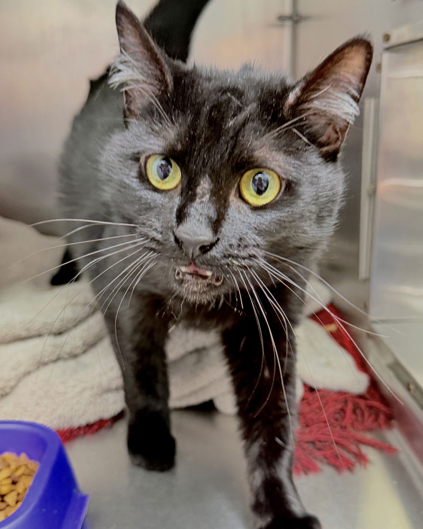 Jyn (bonded w/ Gem) - Photo 3