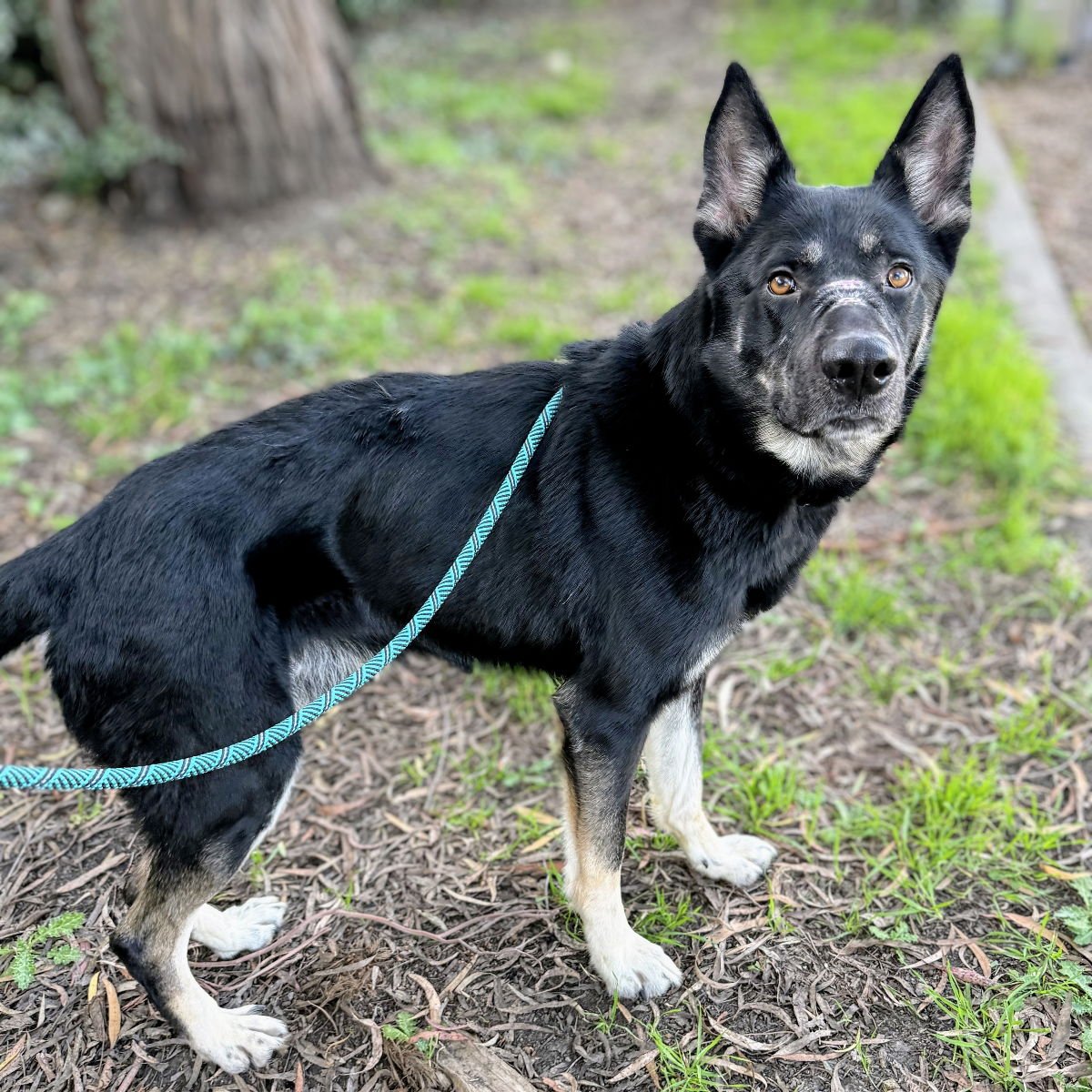 MADDOX - German Shepherd Dog available for adoption