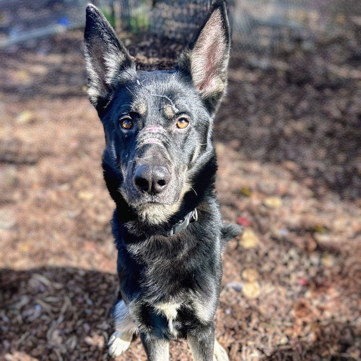 MADDOX - German Shepherd Dog available for adoption