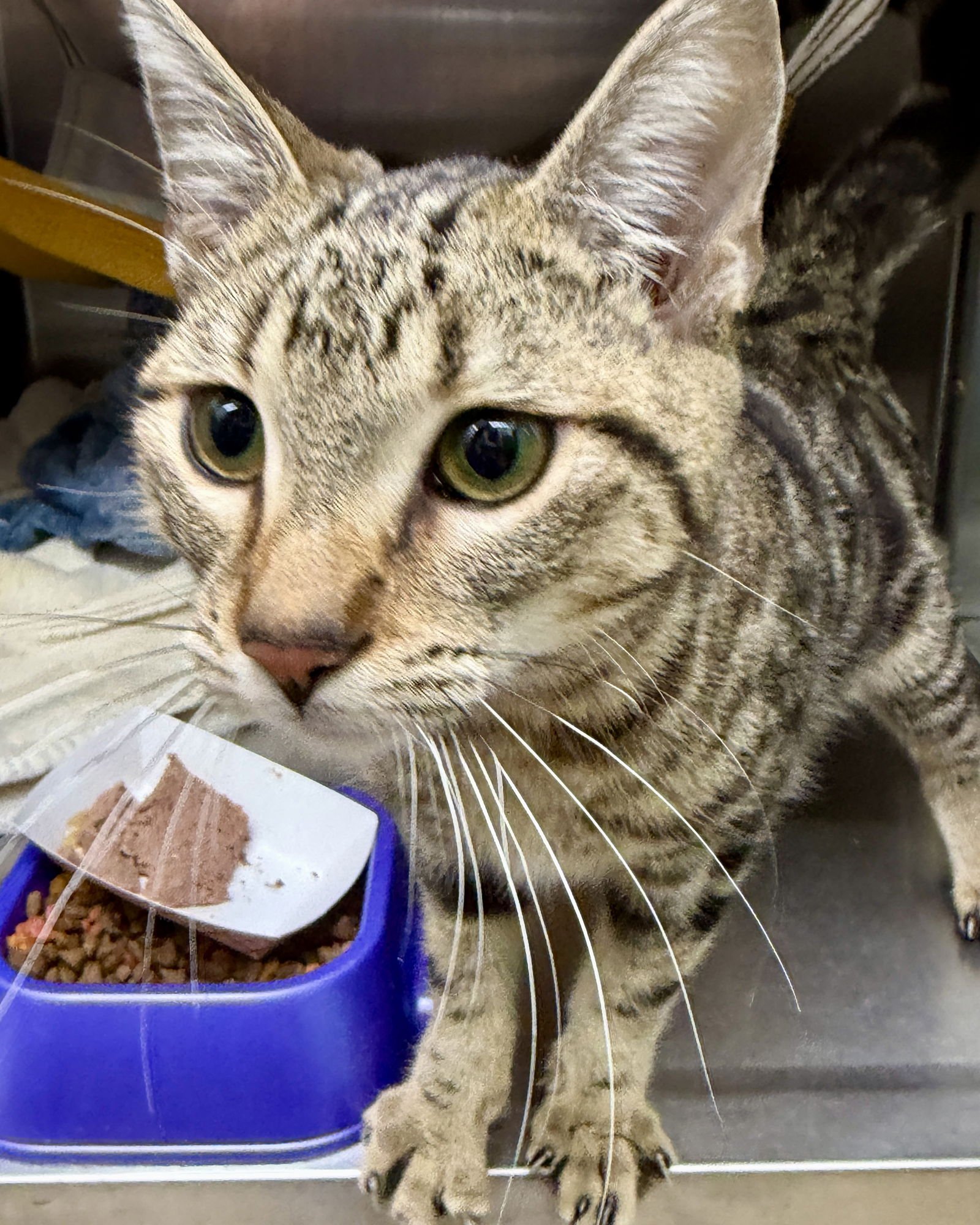 MEERA (BONDED W/MARA) - Domestic Short Hair available for adoption