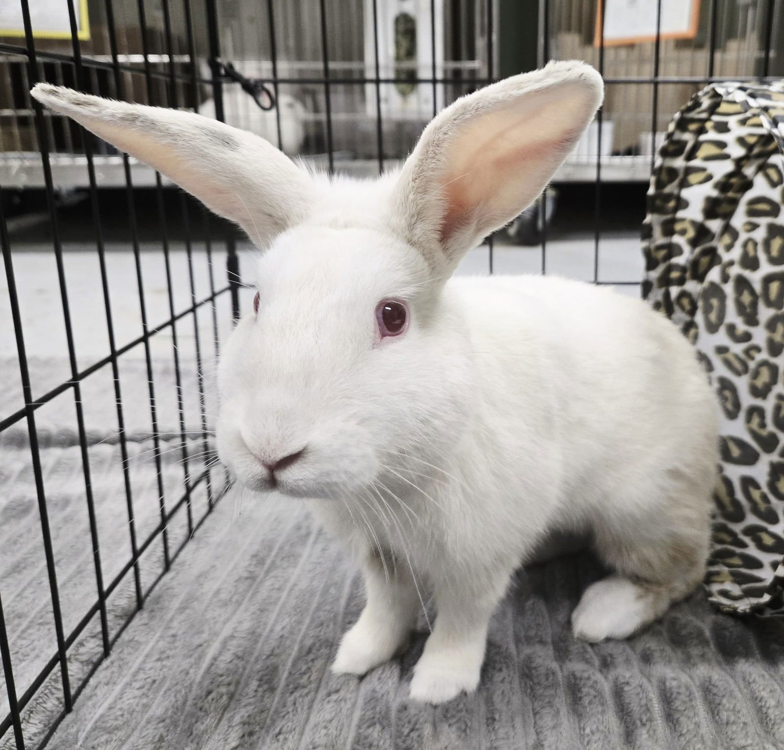 JAMES BUND - American / New Zealand available for adoption