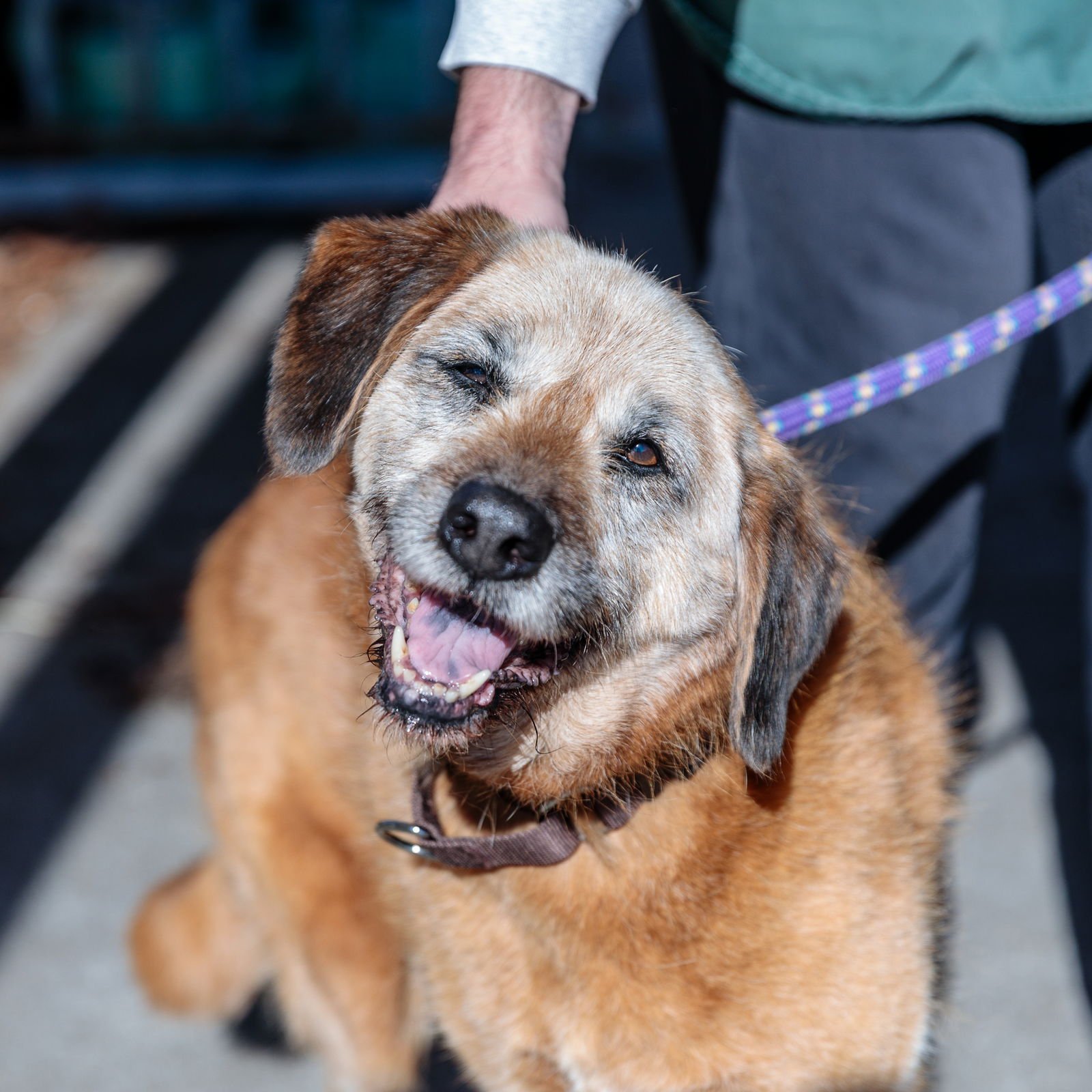 ENID - Retriever available for adoption