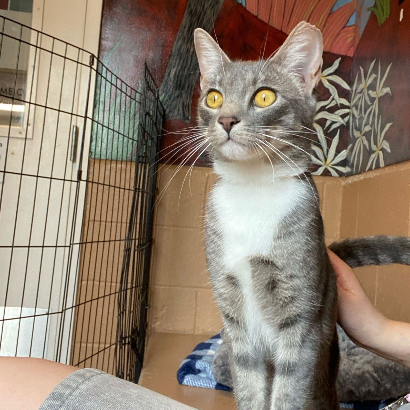 NUTELLA - Domestic Short Hair available for adoption