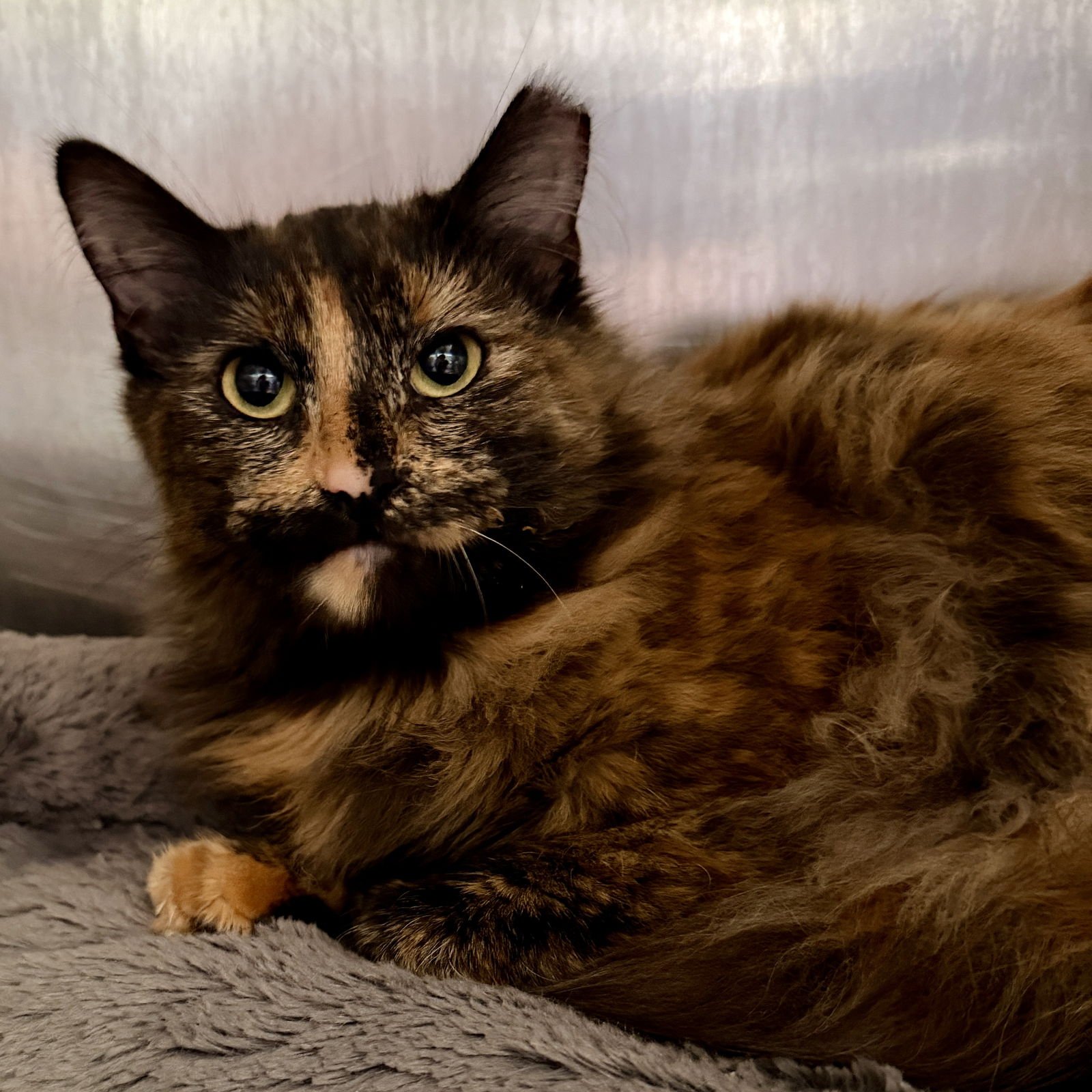 TIGER LILY - Domestic Medium Hair available for adoption
