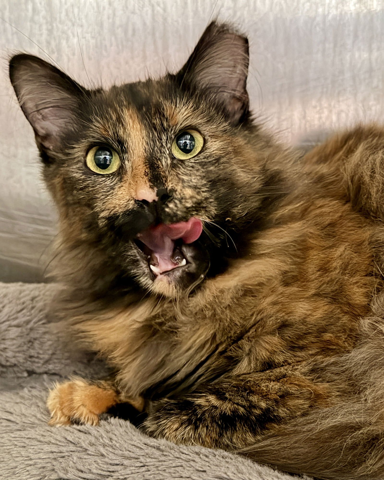 TIGER LILY - Domestic Medium Hair available for adoption