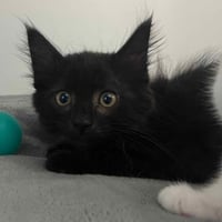 Diego (bonded w/ Cassie) - Photo 1