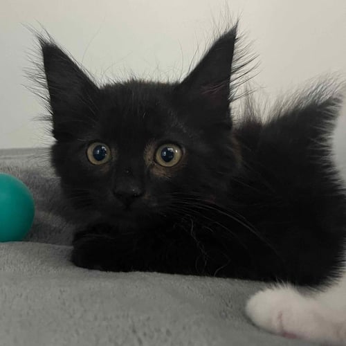 DIEGO (BONDED W/ CASSIE) - Domestic Short Hair available for adoption
