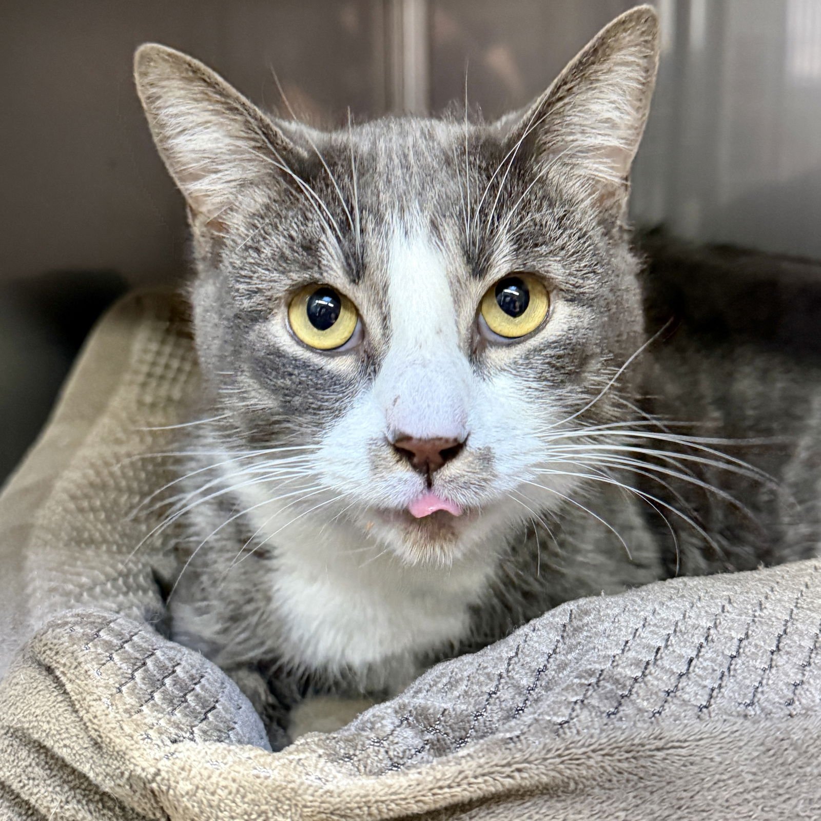 STIRLING - Domestic Short Hair available for adoption