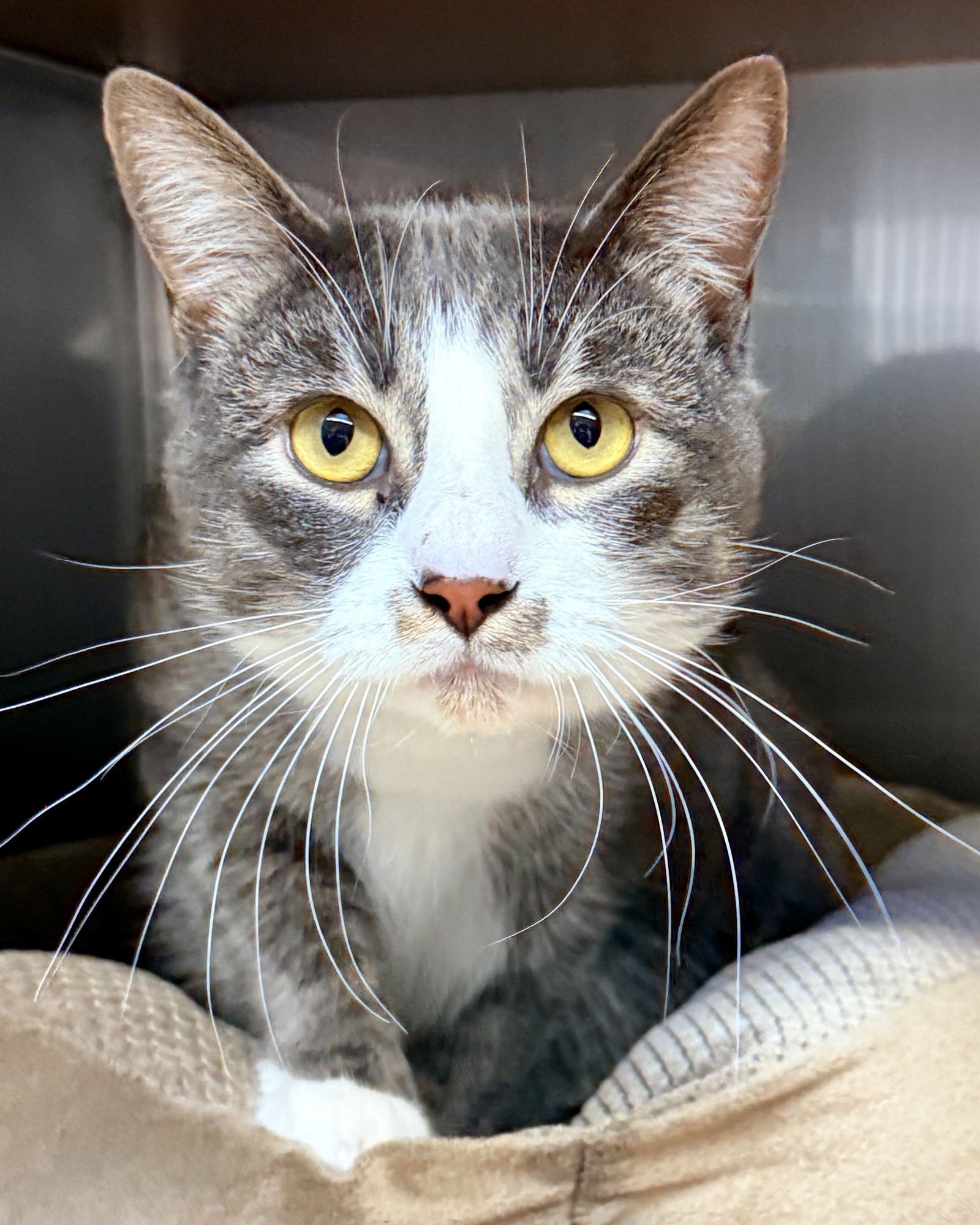 STIRLING - Domestic Short Hair available for adoption