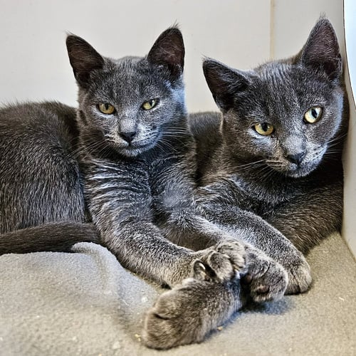 IZZY (BONDED W/ BEE) - Domestic Short Hair available for adoption