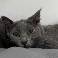 Izzy (bonded w/ Bee) - Photo 1