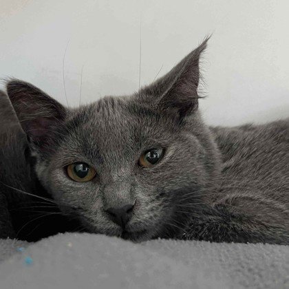 IZZY (BONDED W/ BEE) - Domestic Short Hair available for adoption