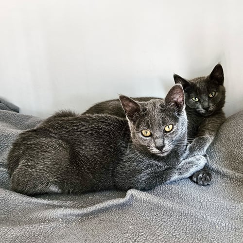 IZZY (BONDED W/ BEE) - Domestic Short Hair available for adoption