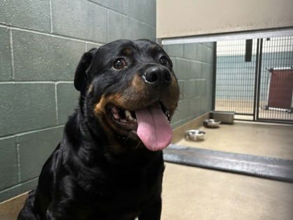 HEARTS - Rottweiler available for adoption