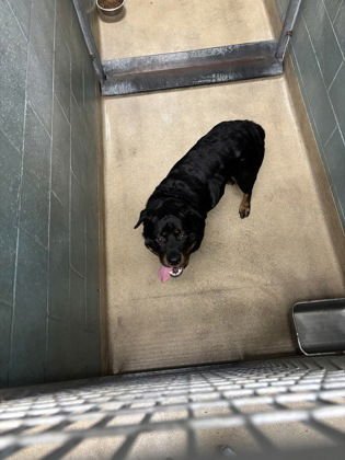 HEARTS - Rottweiler available for adoption