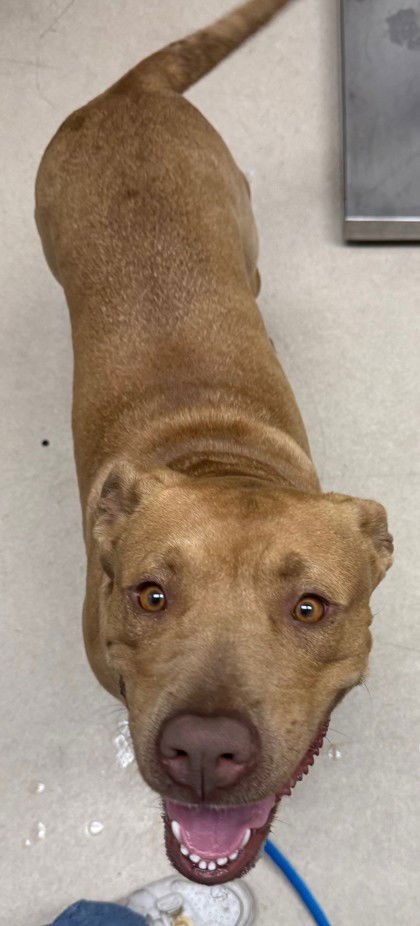 ZADIE - American Pit Bull Terrier available for adoption