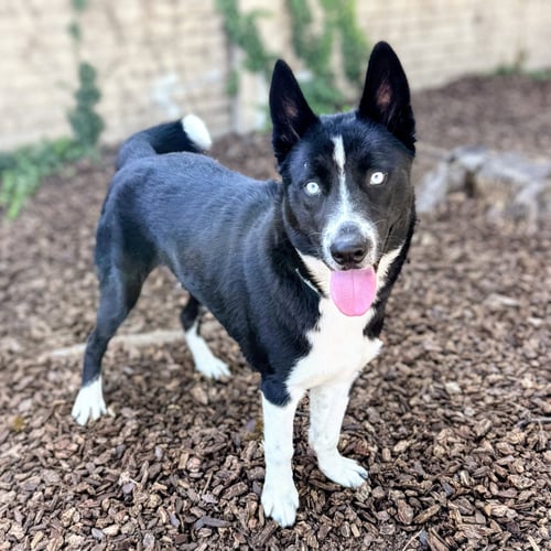 BINKY BARNES - Unknown available for adoption