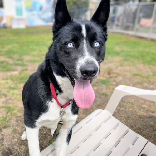 BINKY BARNES - Unknown available for adoption