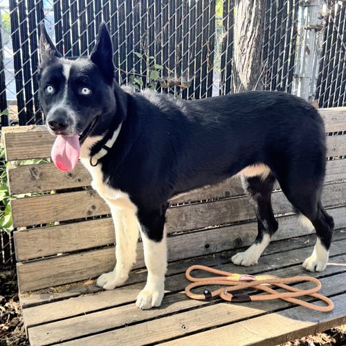 BINKY BARNES - Unknown available for adoption
