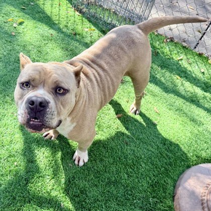 CHUTNEY - Pit Bull Terrier available for adoption