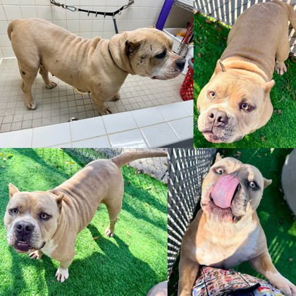 CHUTNEY - Pit Bull Terrier available for adoption