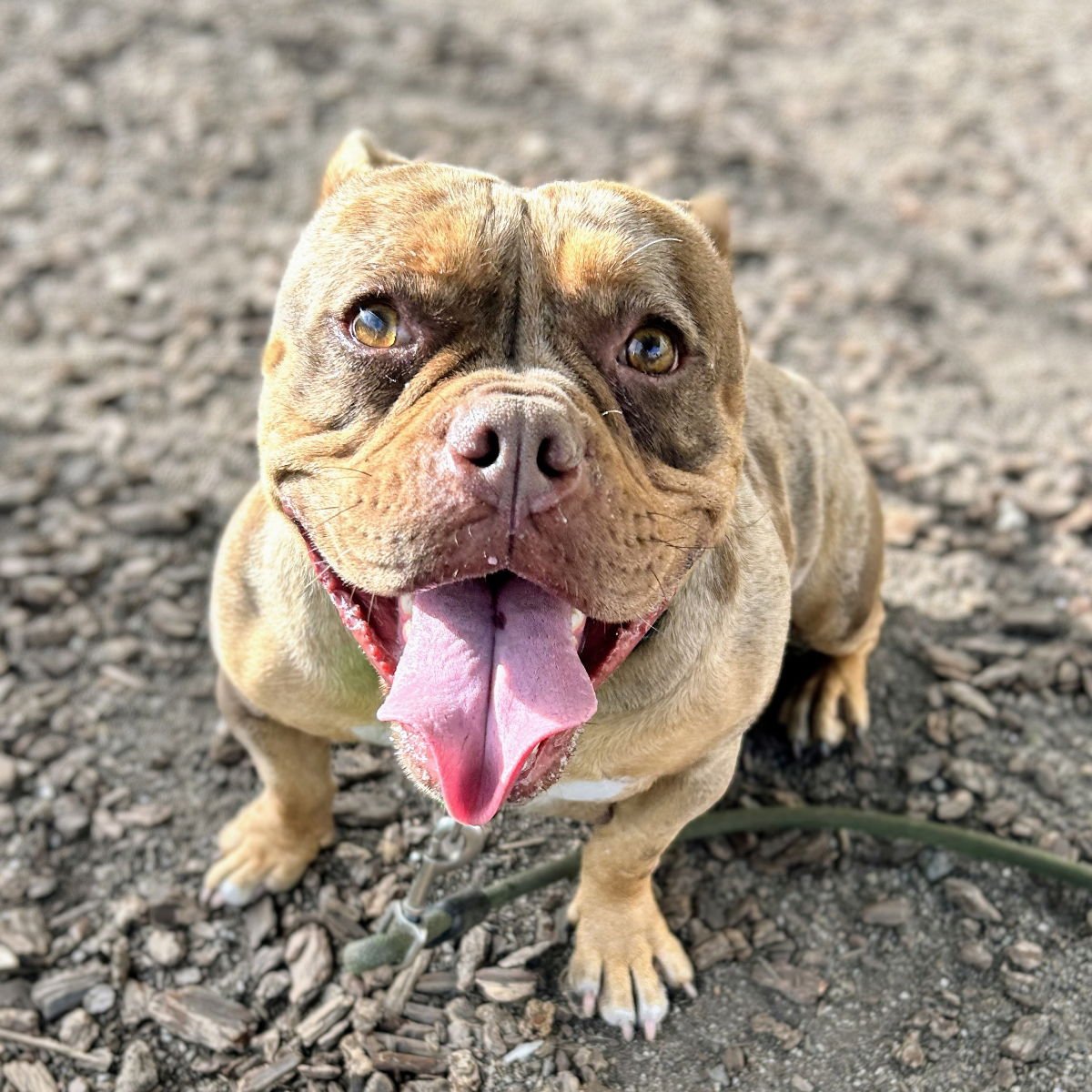 TERABITHIA - Bulldog available for adoption