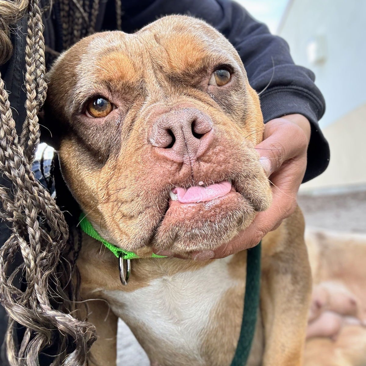 TERABITHIA - Bulldog available for adoption