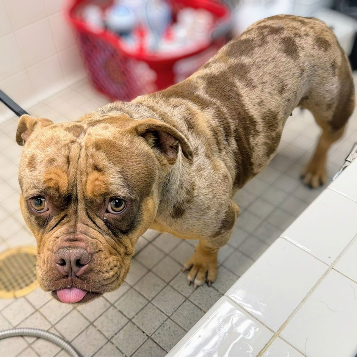 Terabithia - Photo 3