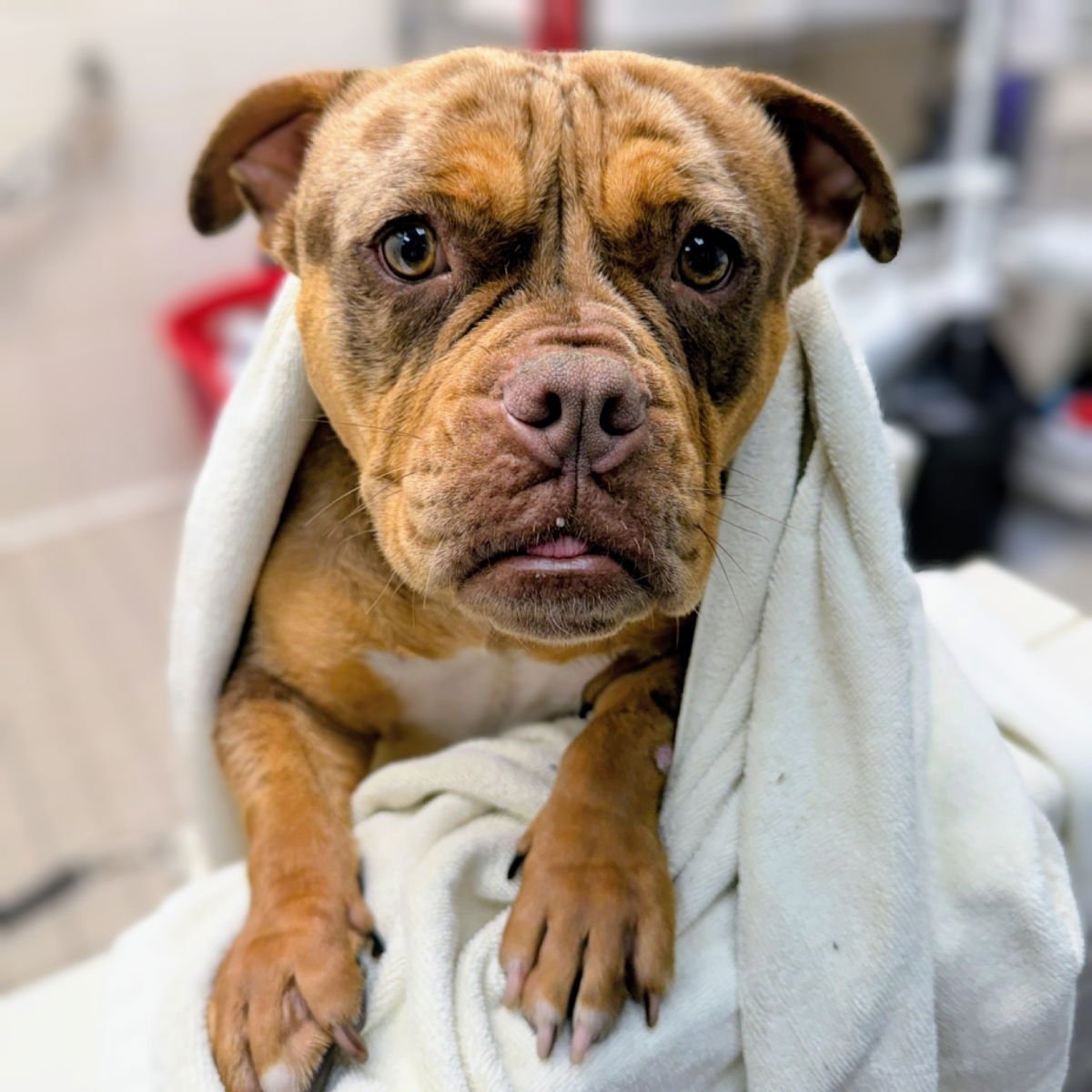 Terabithia - Photo 4