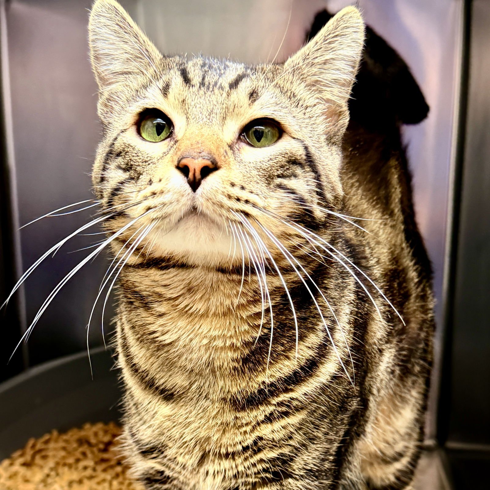 LITTLE BIG MAN - Domestic Short Hair available for adoption