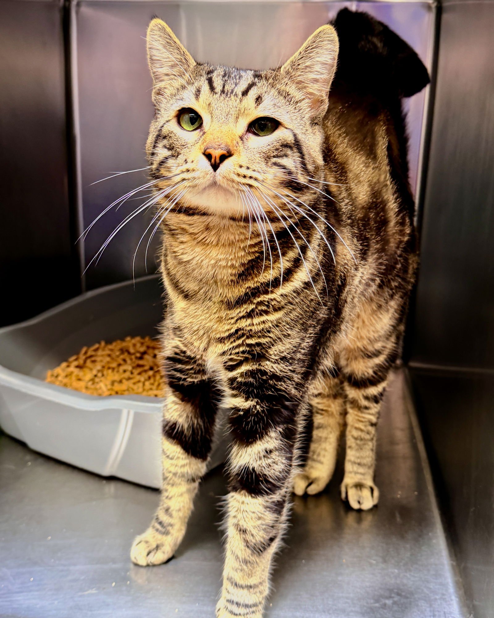 LITTLE BIG MAN - Domestic Short Hair available for adoption