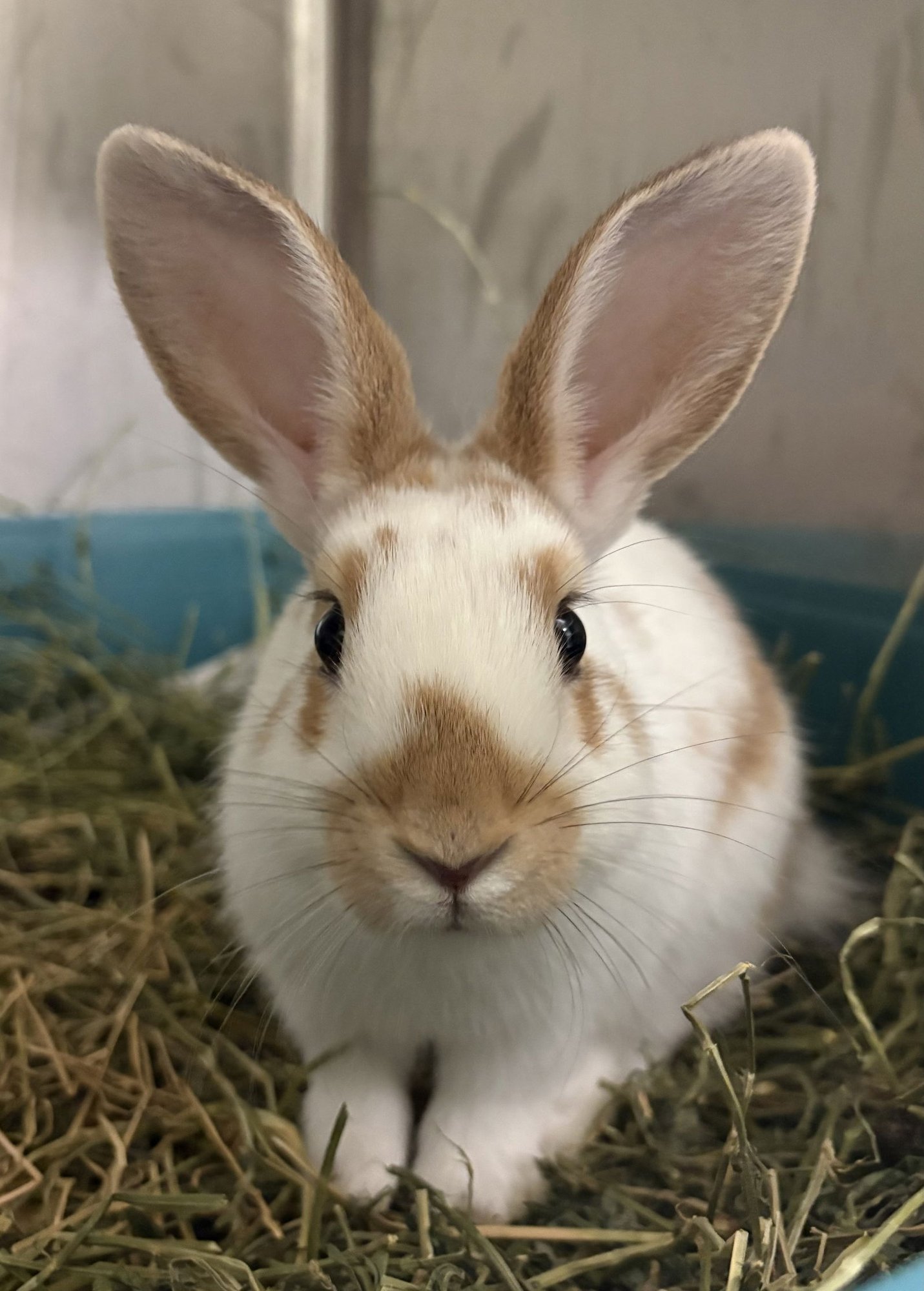 LIMA - American available for adoption