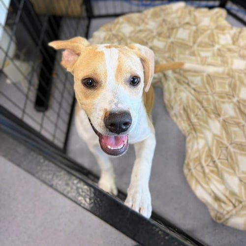 APRIL - Unknown available for adoption
