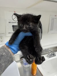 Bean (bonded w/ Cheese) - Photo 1
