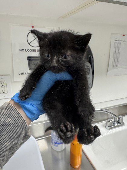 BEAN (BONDED W/ CHEESE) - Domestic Short Hair available for adoption