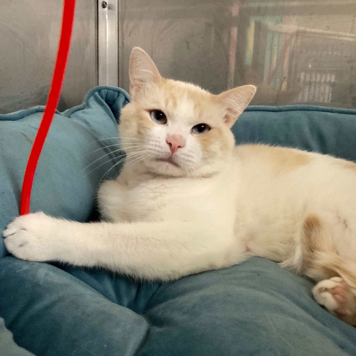 ALF - Domestic Short Hair available for adoption