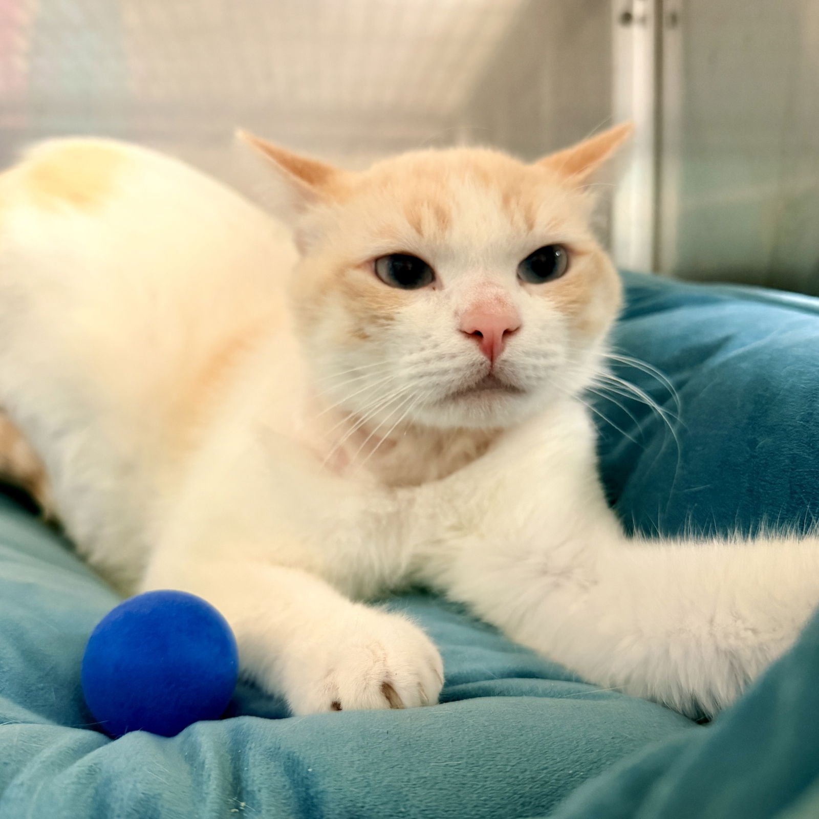 ALF - Domestic Short Hair available for adoption