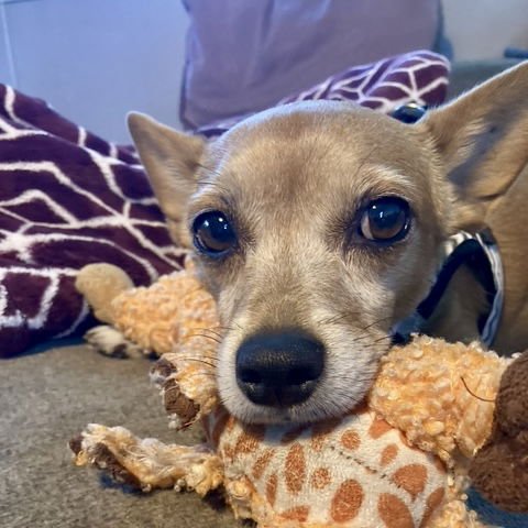 Caramel Latte - Photo 1